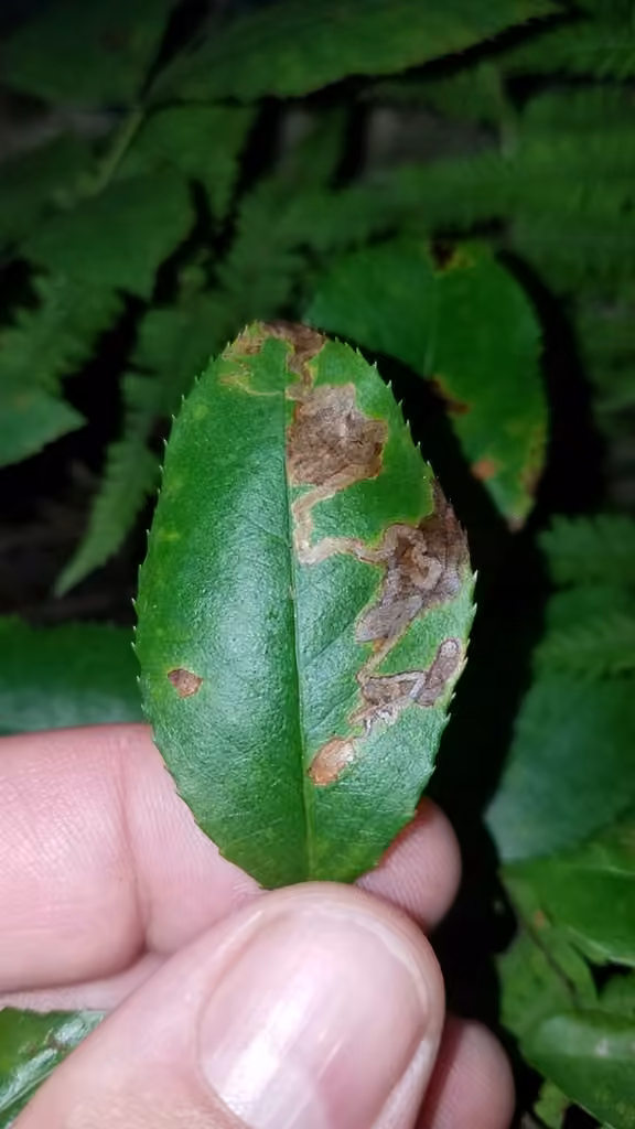 Stigmella prunifoliella, photo 3 of 5