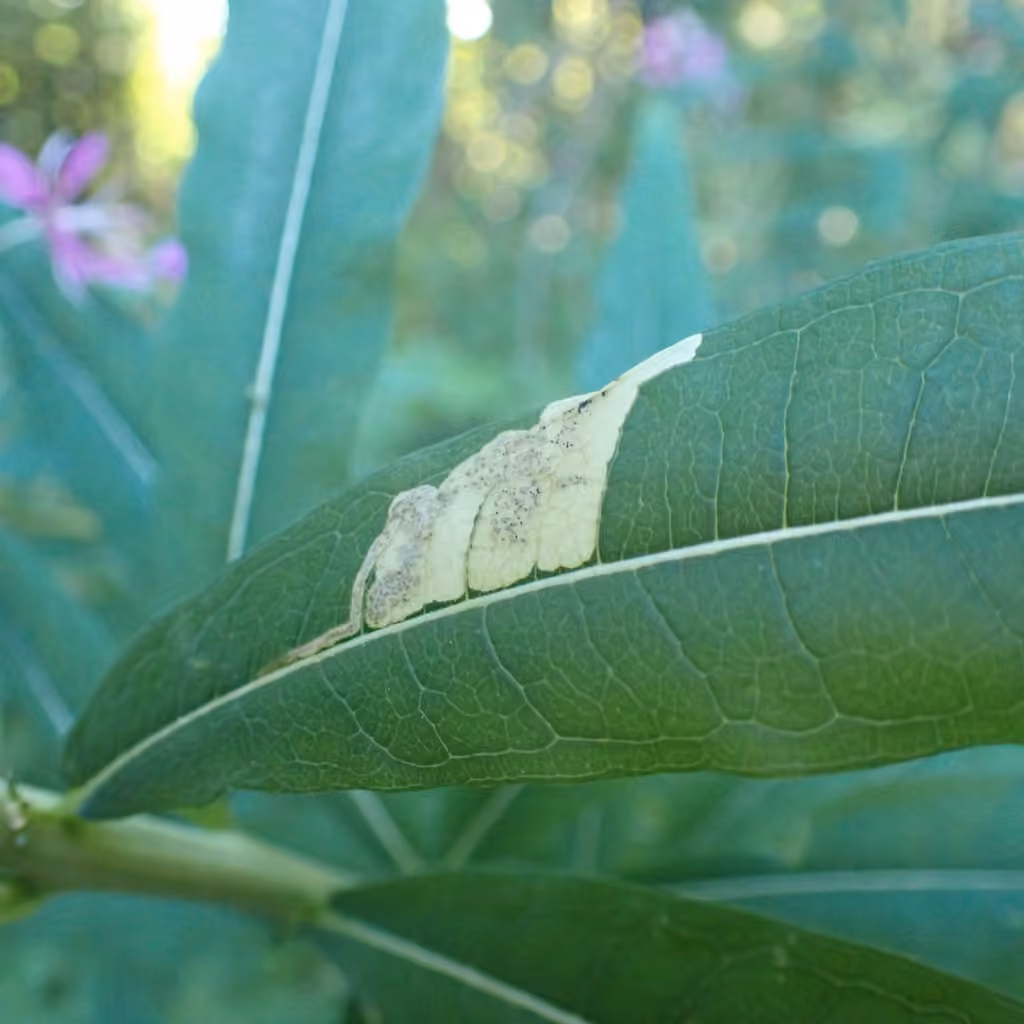Little Cosmet, Caterpillar