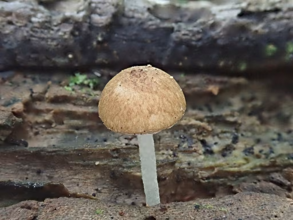 Psathyrelle amarescente