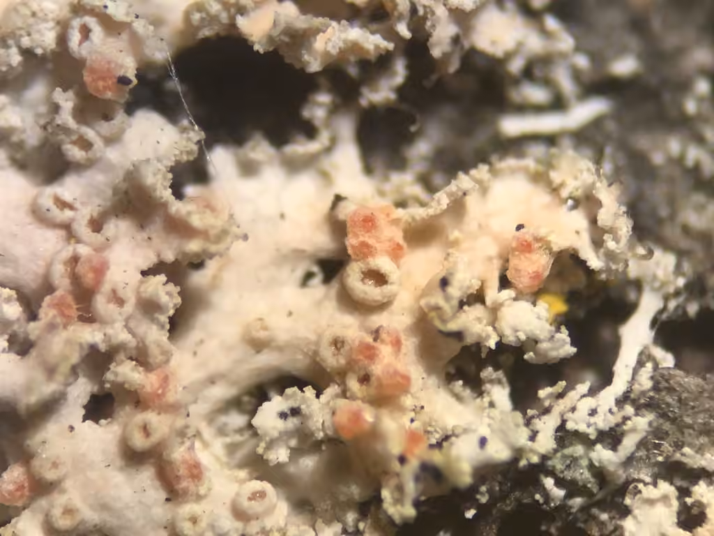 Ovicuculispora parmeliae