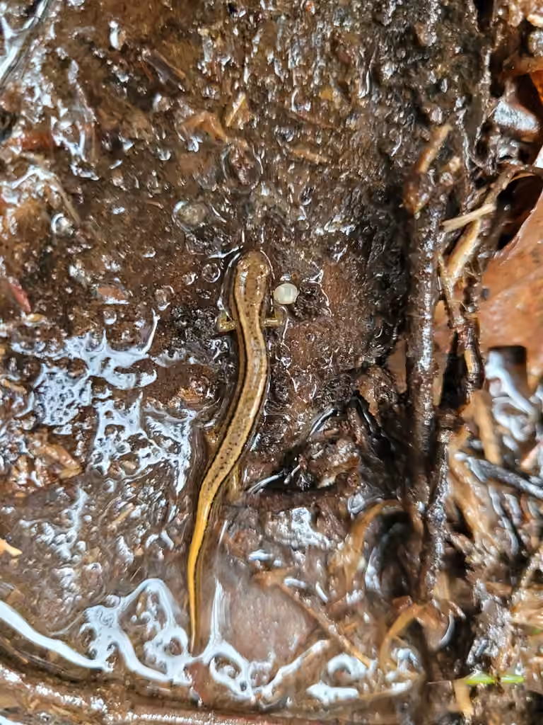Salamandre à deux lignes, Juvénile