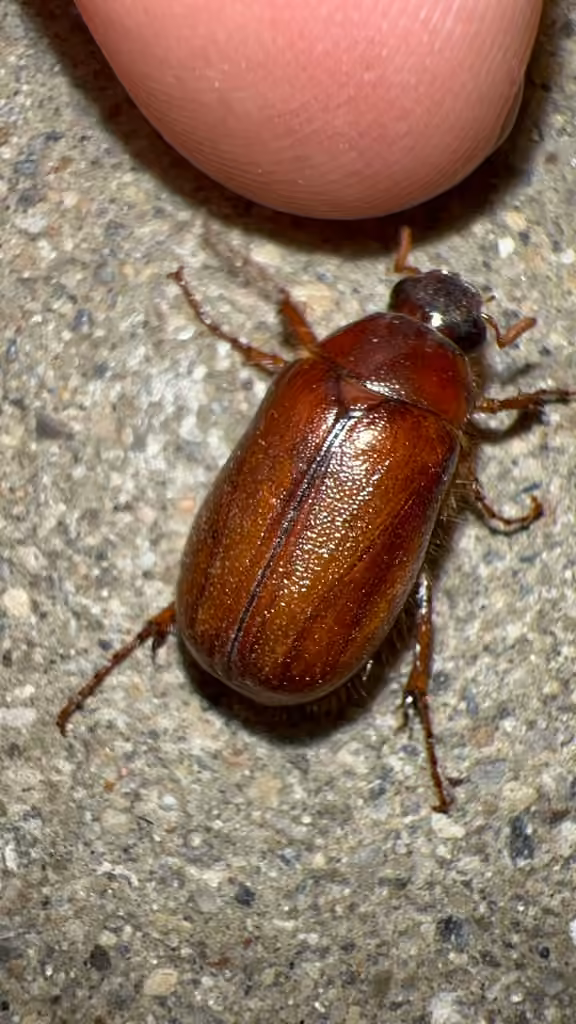 Lesser June Beetle, Male