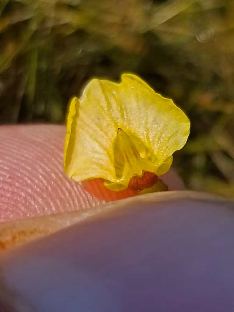 Utriculaire jaunâtre, En fleurs