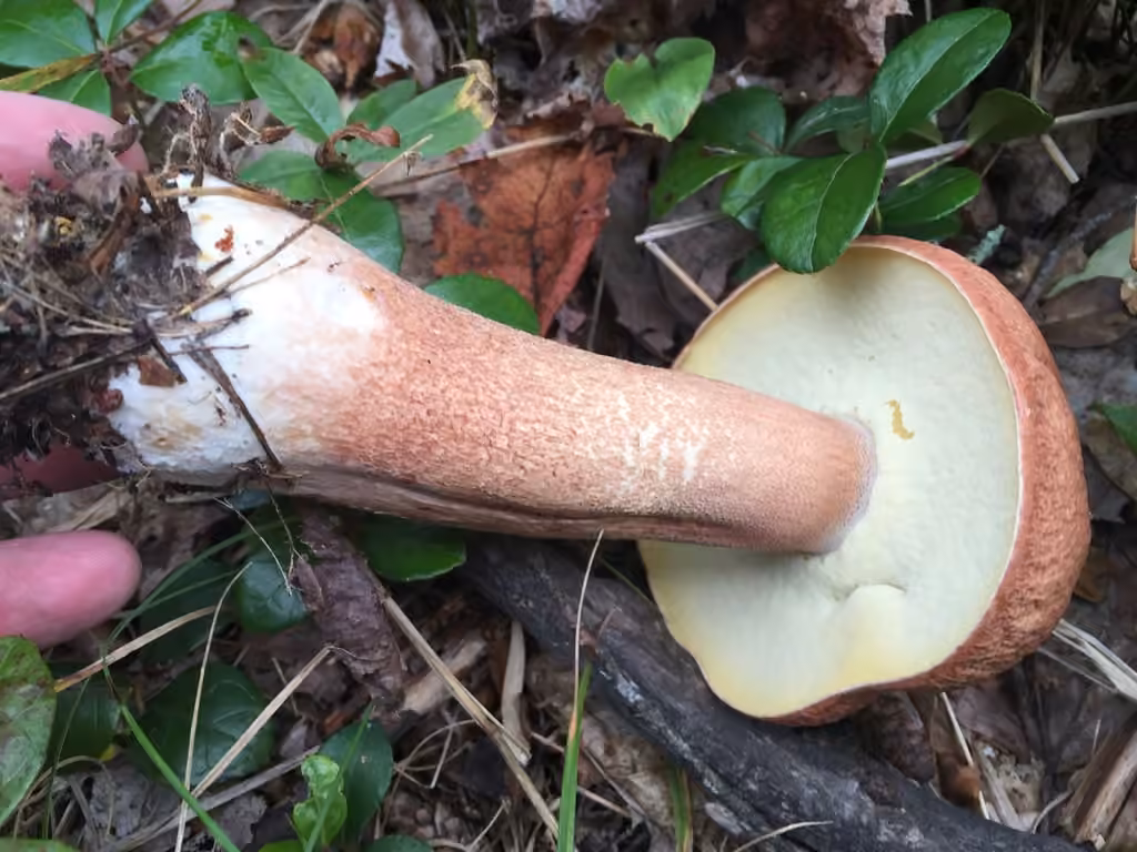 Almost bluing king bolete, photo 1 of 5