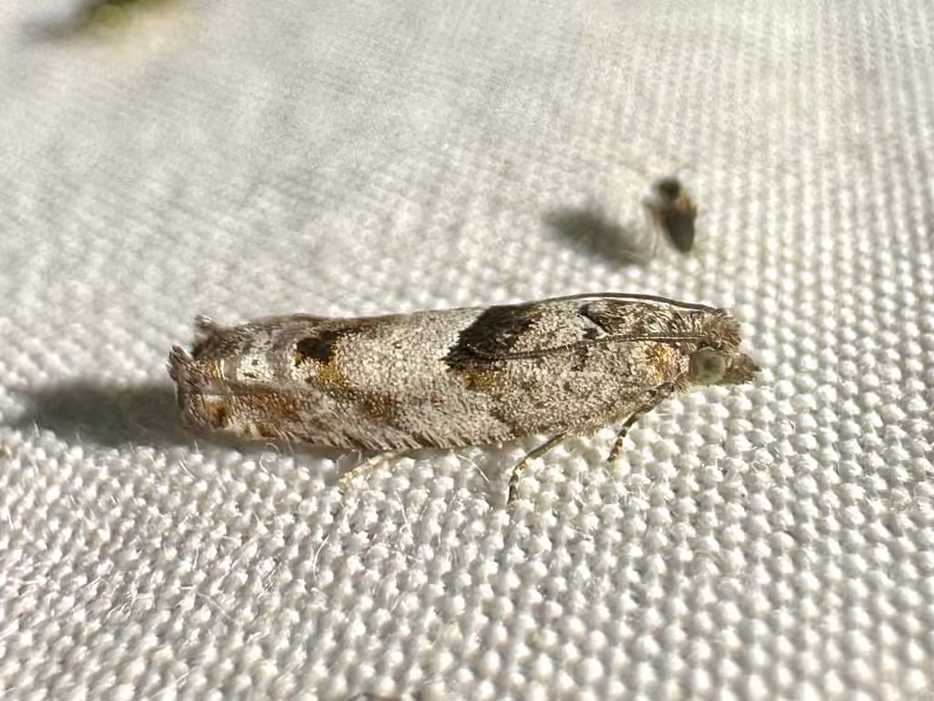 Pseudexentera vaccinii, Adulte