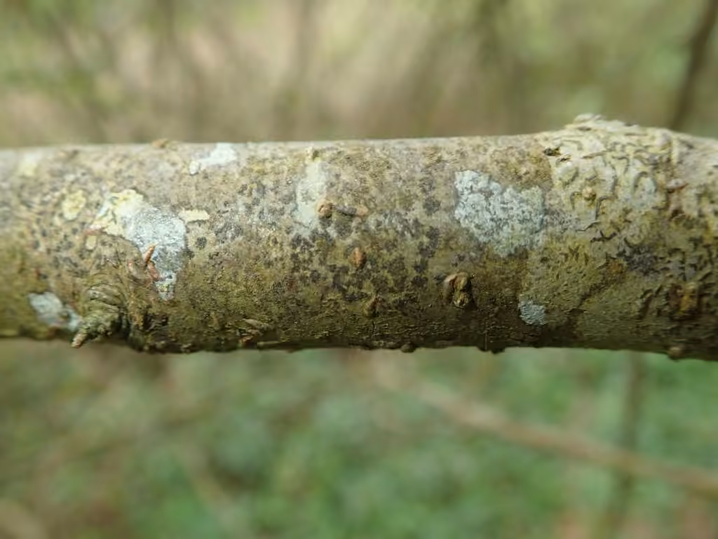 Jaguar-spot Comma Lichen, photo 3 of 5