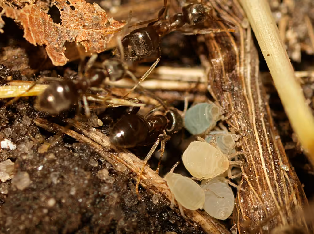 Pistachio-Grass Root Aphid, photo 3 of 5