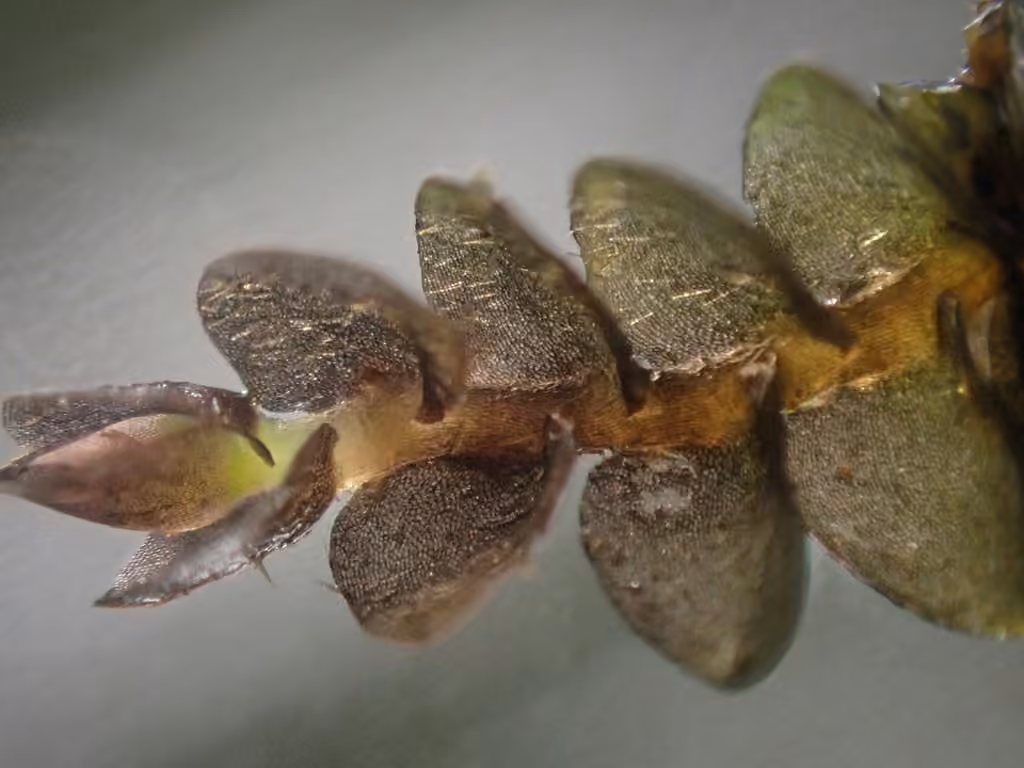Jongermanne feuille-en-cœur, photo 2 sur 5