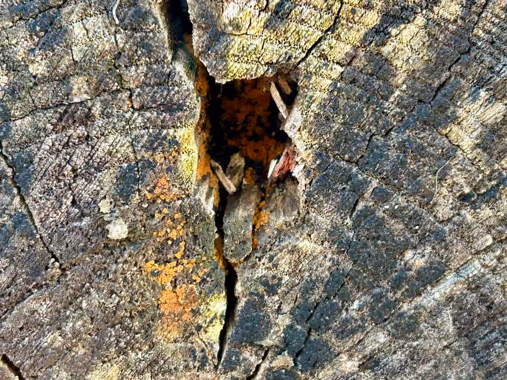 Pézize trabinelloïde, photo 3 sur 5