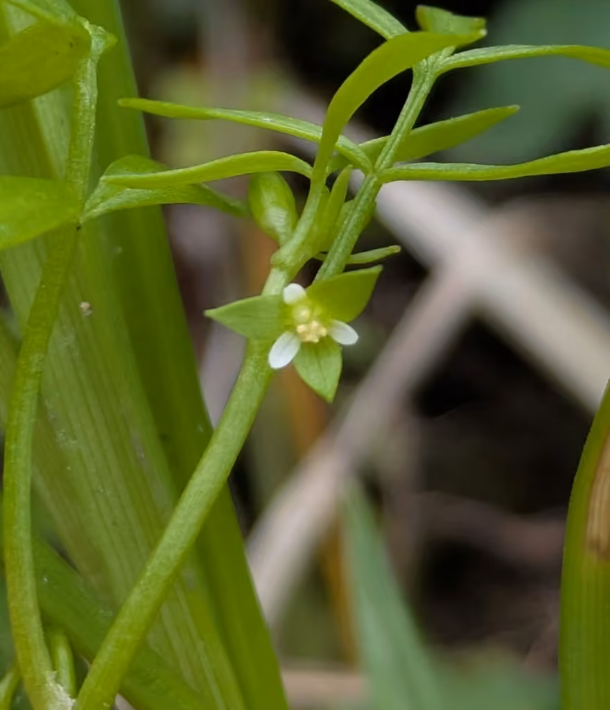 False mermaidweed, In flower