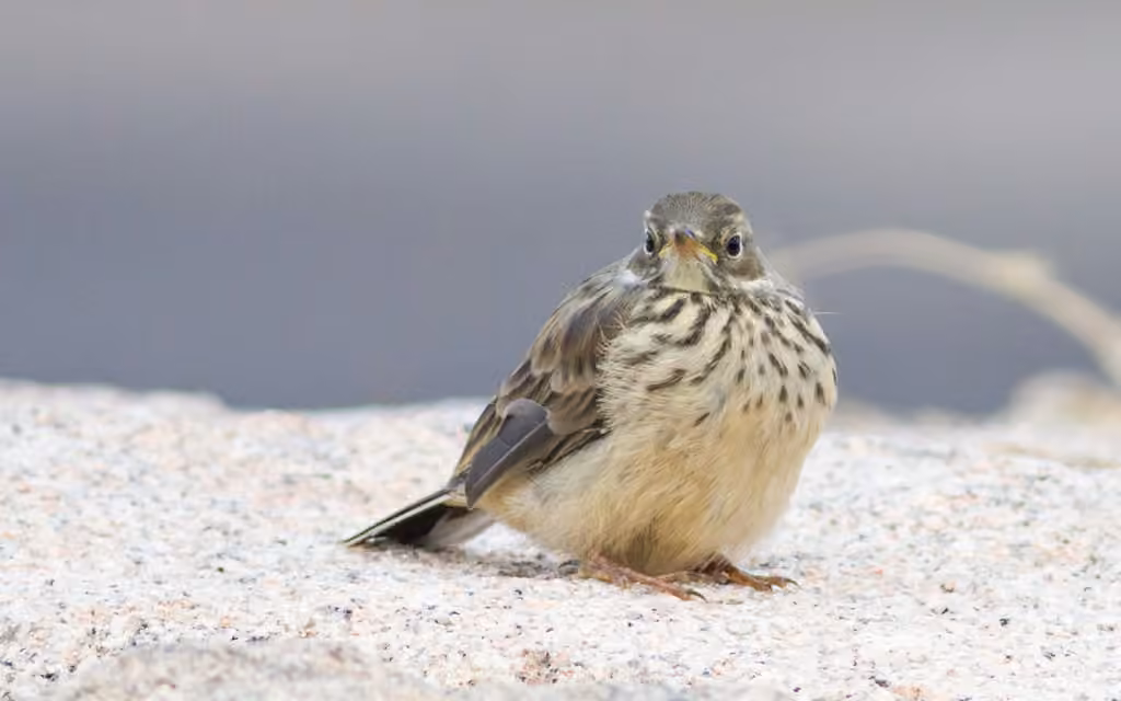 Pipit d'Amérique, photo 3 sur 5