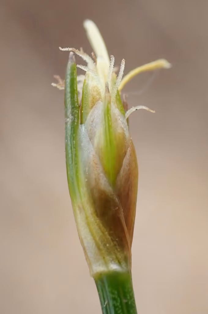 Trichophore cespiteux, En fleurs
