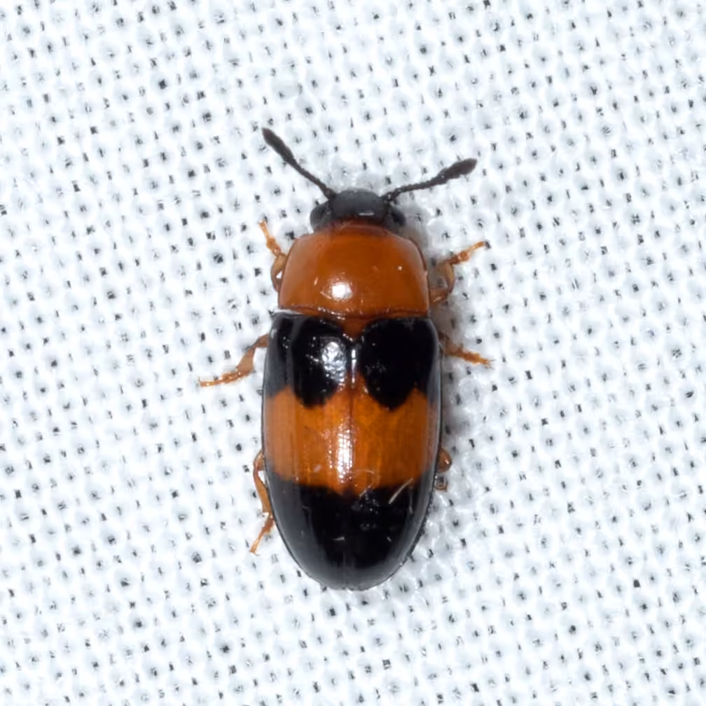 Festive pleasing fungus beetle, photo 3 of 5