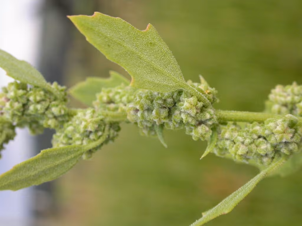 Pit-seed goosefoot