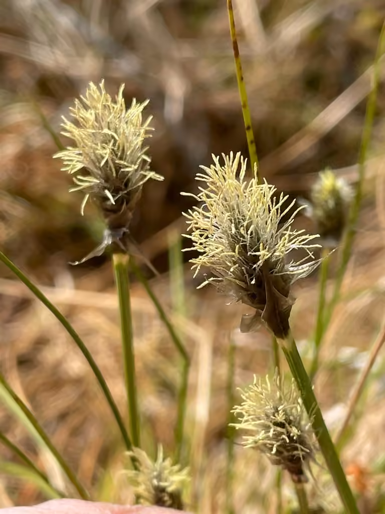 Linaigrette à large gaine, En fleurs