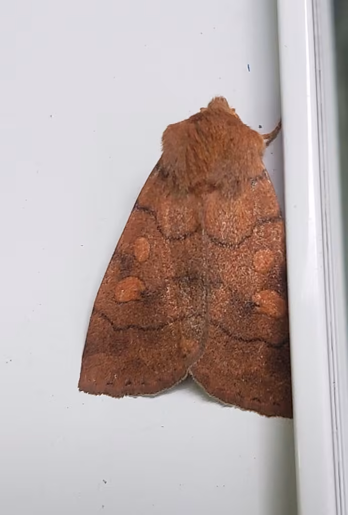 Smoked Sallow, photo 2 sur 5