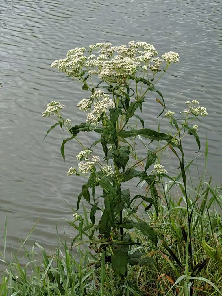 Boneset, In flower