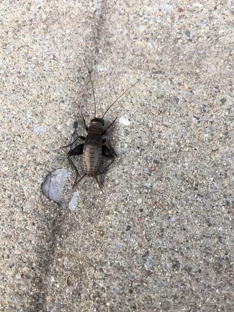 Fall Field Cricket, Nymph