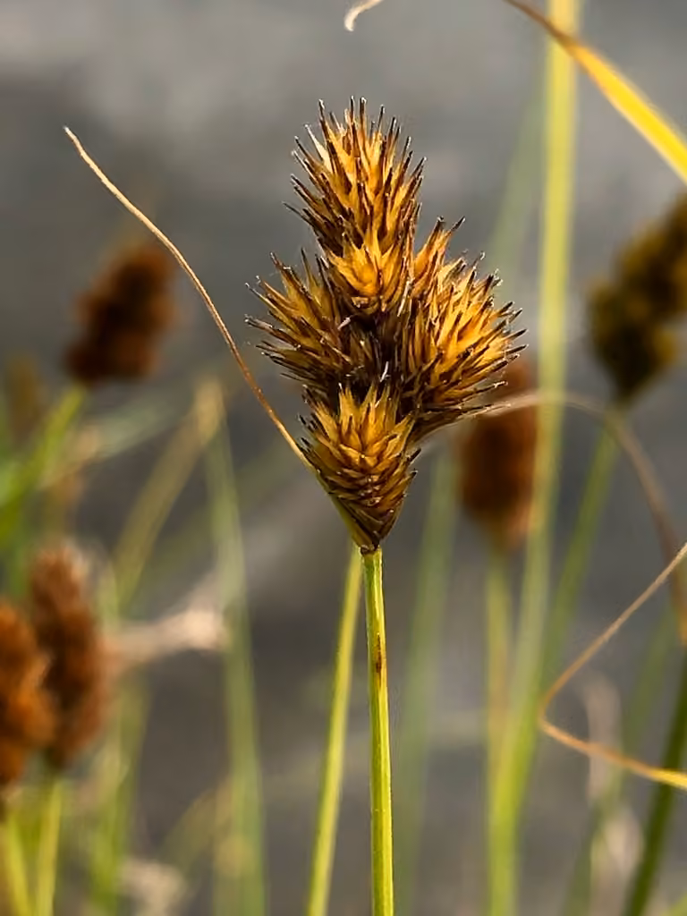Crawford's sedge, photo 1 of 5