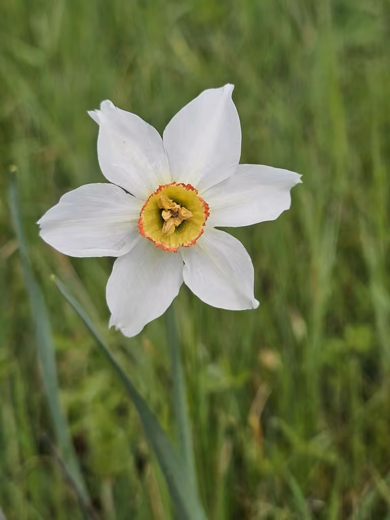 Narcisse des poètes