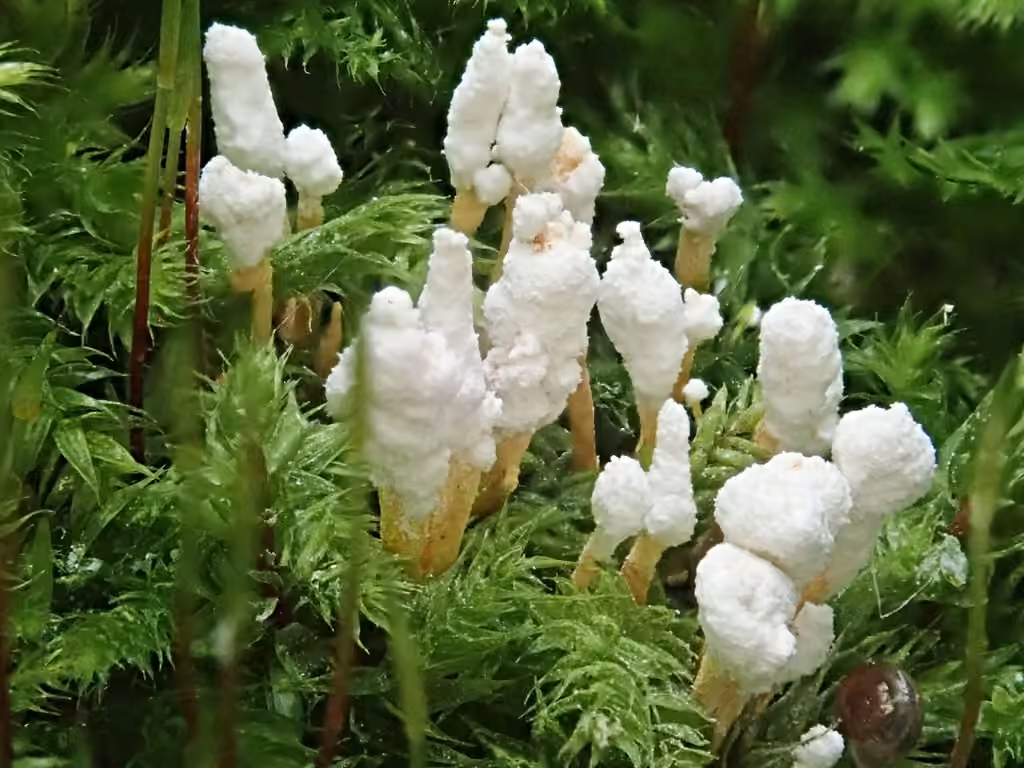 Cordyceps farineux