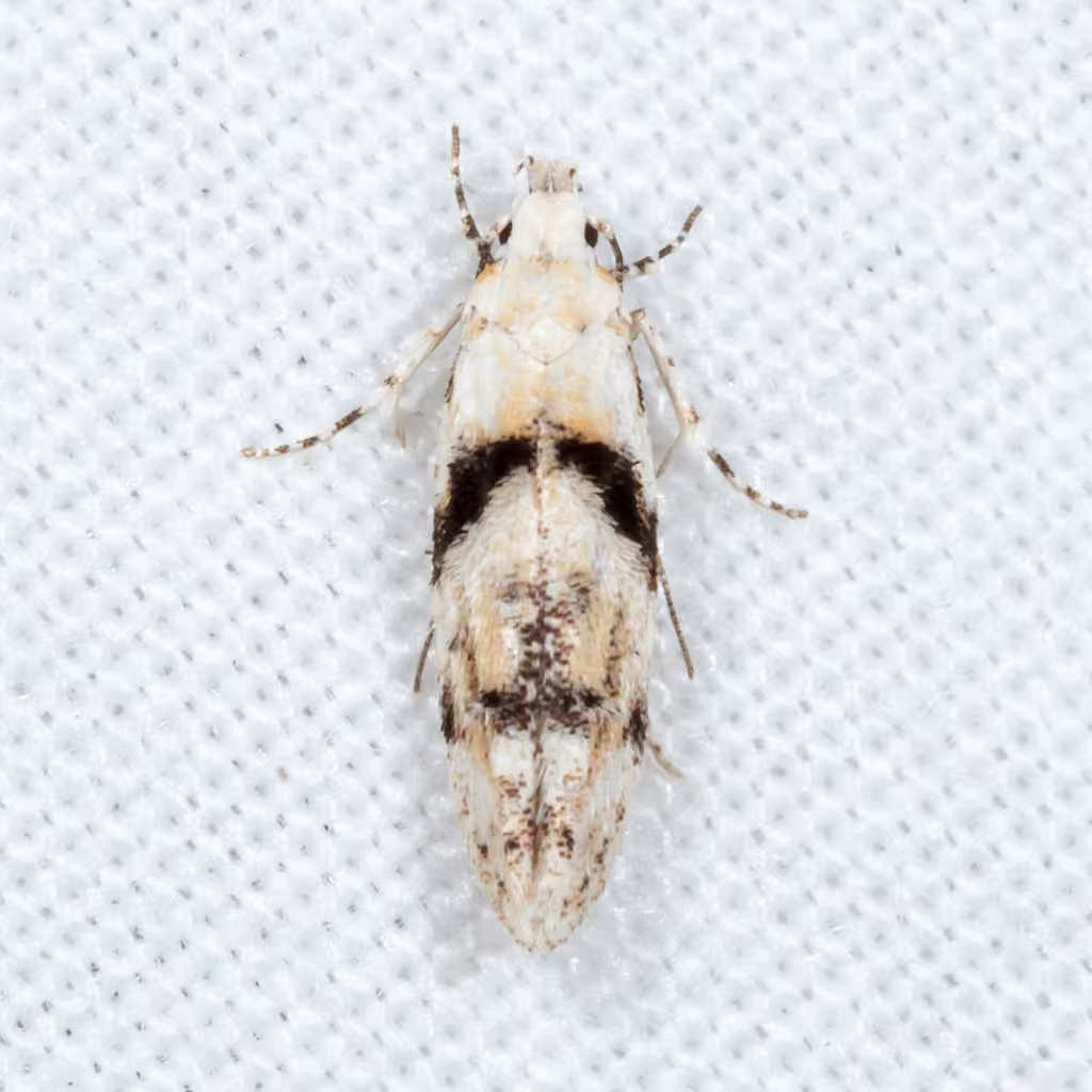 White Stripe-backed Moth, photo 1 of 5