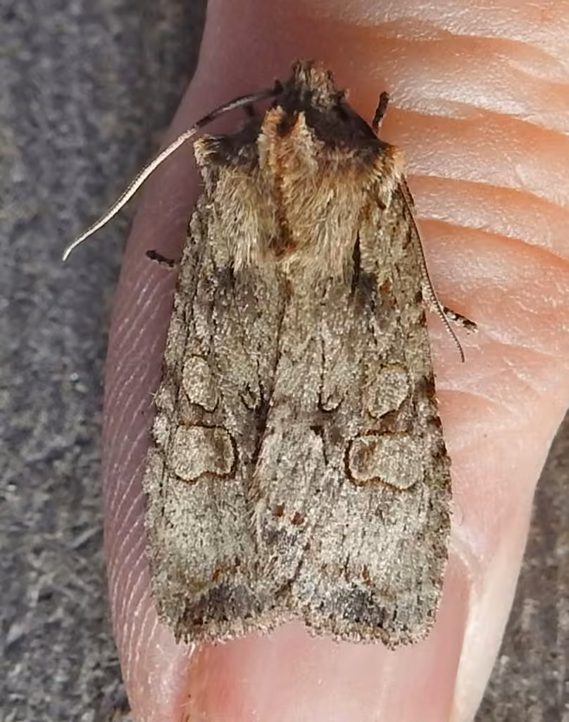 Dashed Gray Pinion, Adulte