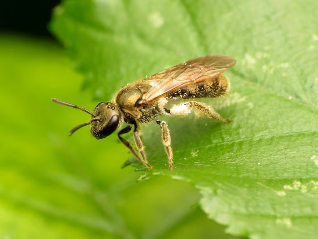 Cresson's Sweat Bee, photo 1 of 5