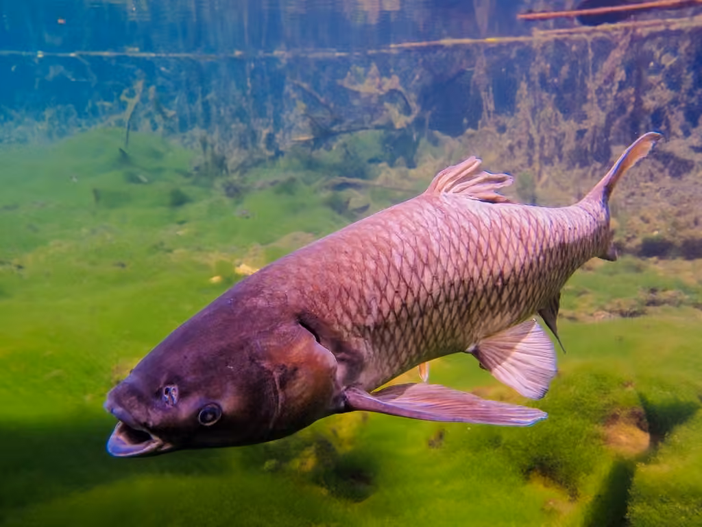 Grass Carp, photo 3 of 5