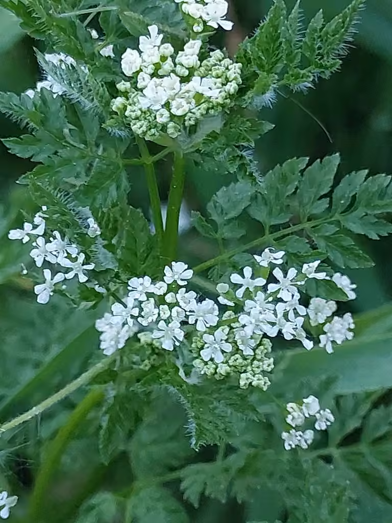 Cerfeuil cultivé, En fleurs