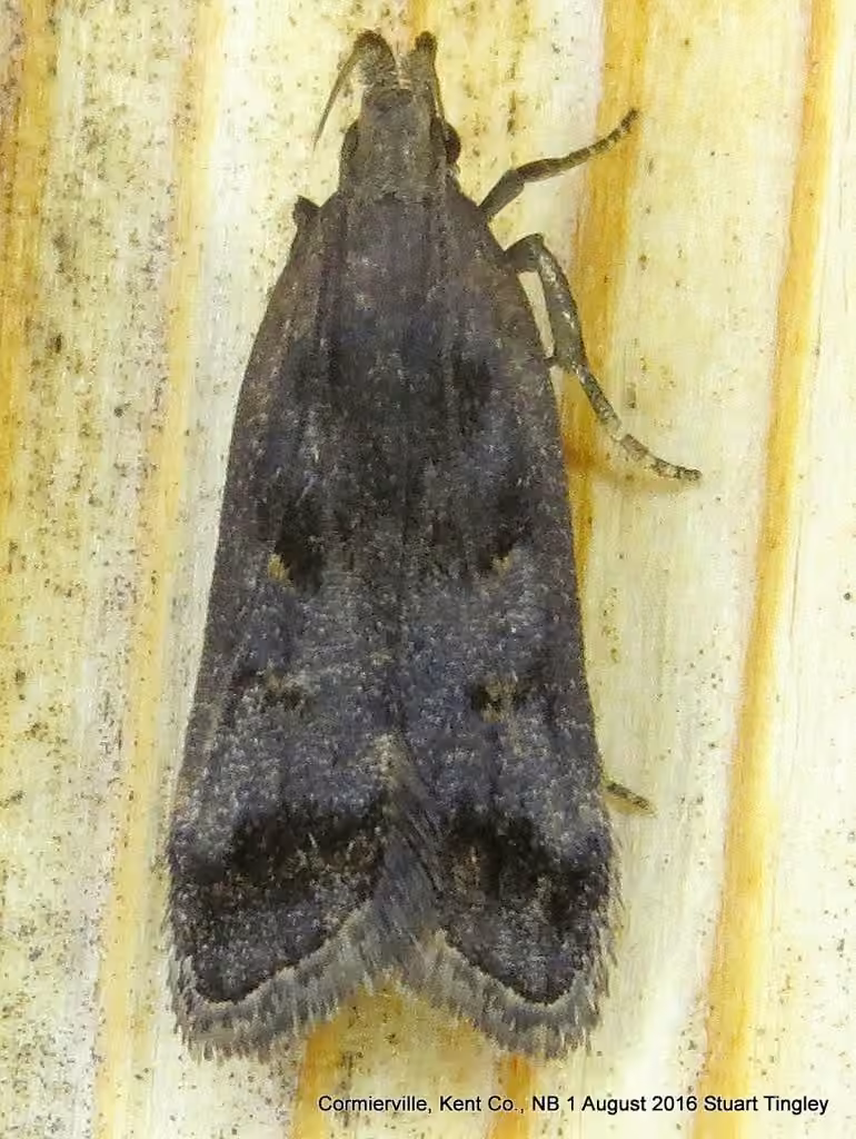Two-spotted Dichomeris Moth, photo 2 of 5