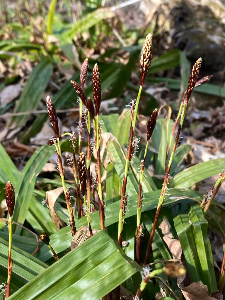 Carex plantain, En fleurs