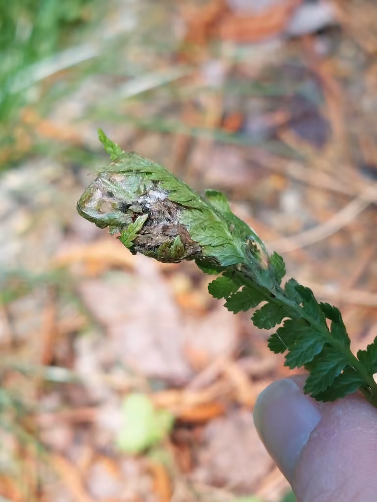 Marsh Fern Moth, Pupa