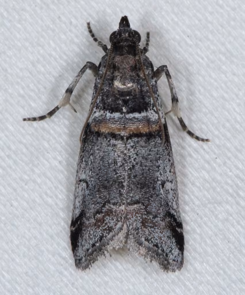 Tricolored Acrobasis Moth, Adulte