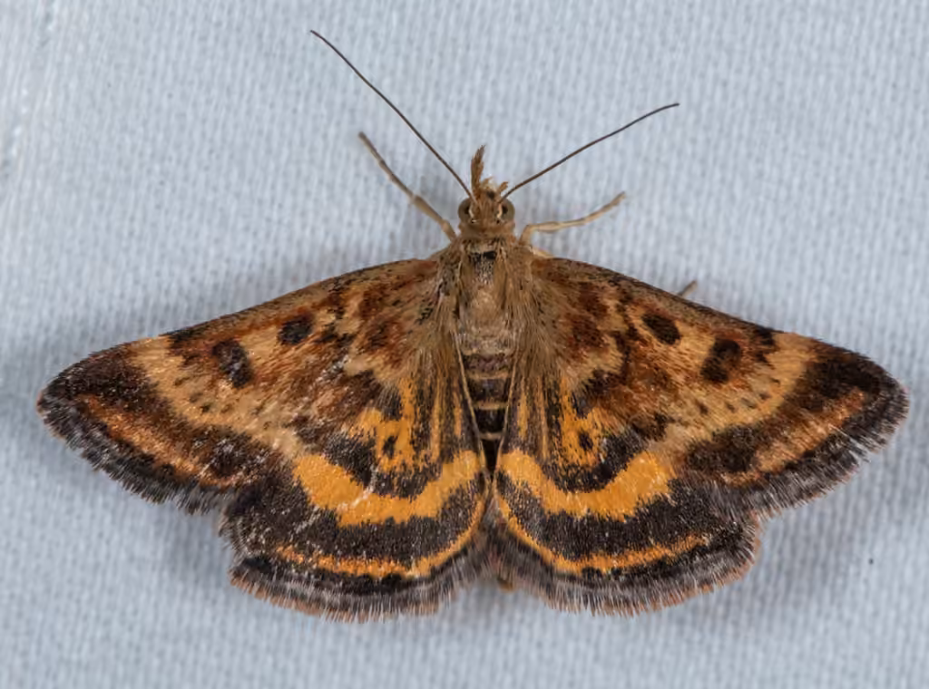 Mottled Pyrausta Moth, photo 2 of 5