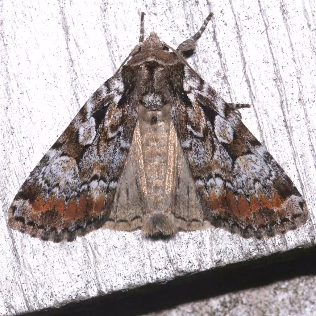 Large-spotted Dart, Adulte