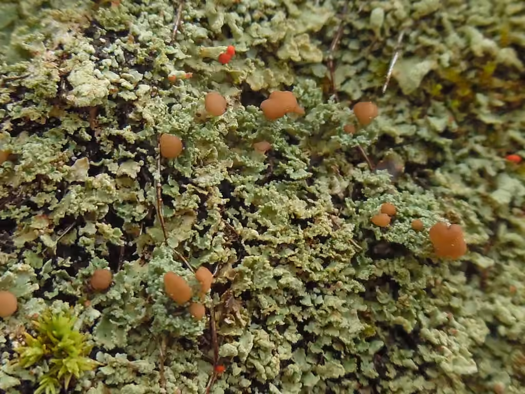 Stubby-stalked Cladonia, photo 1 of 5