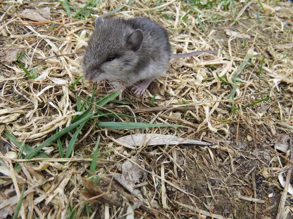 Souris sylvestre, Juvénile