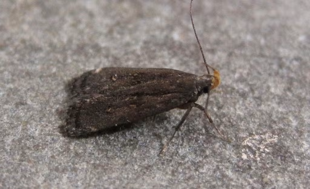 Orange-dotted Dichomeris Moth, Adulte