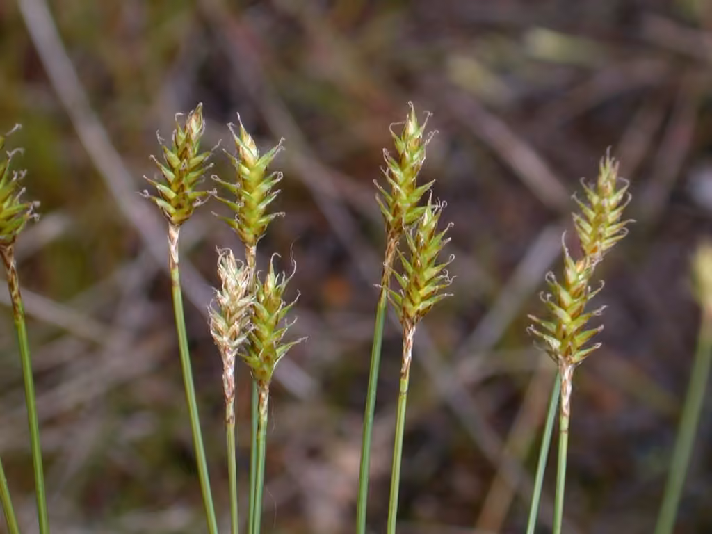 Carex maigre, photo 1 sur 5