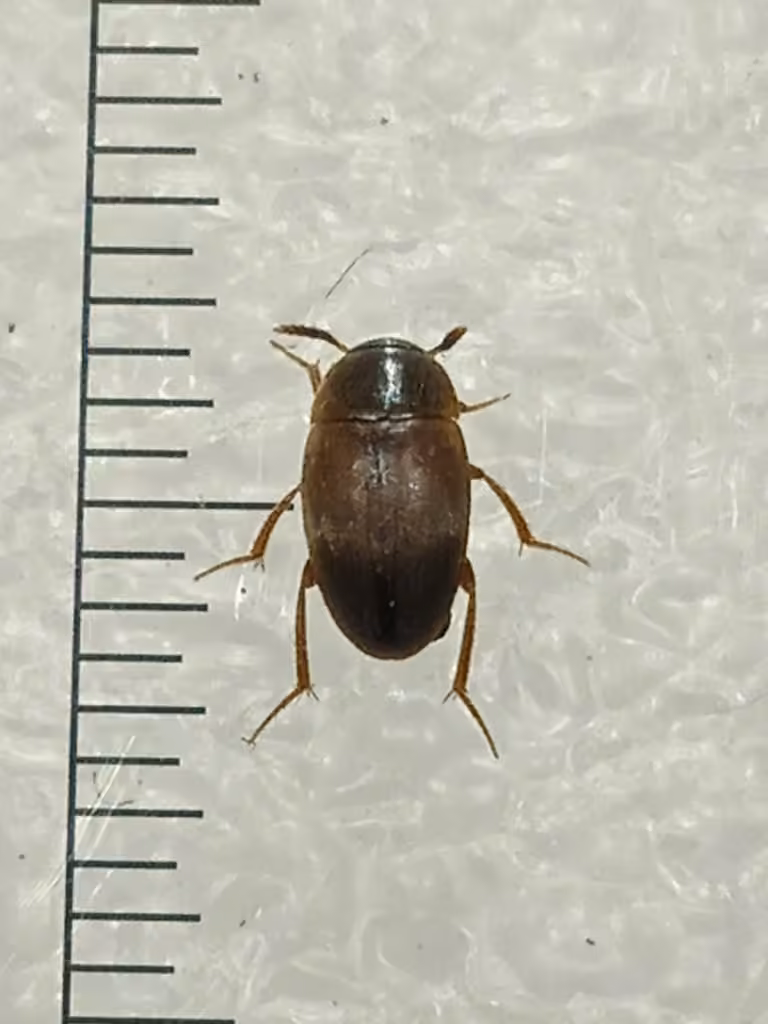 Watson's round fungus beetle, photo 2 of 5
