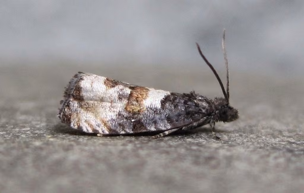 Impudent Hulda Moth, photo 1 sur 5
