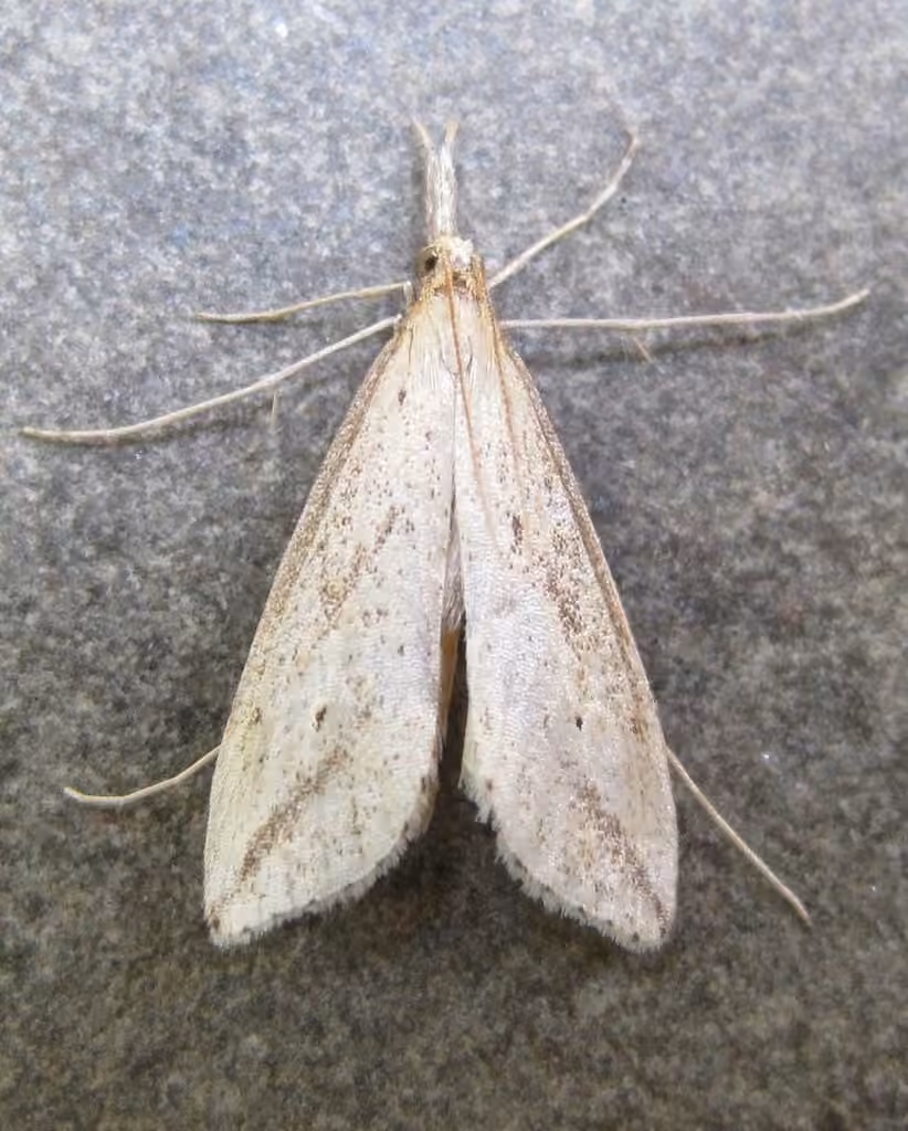 Long-beaked Donacaula Moth, Adult