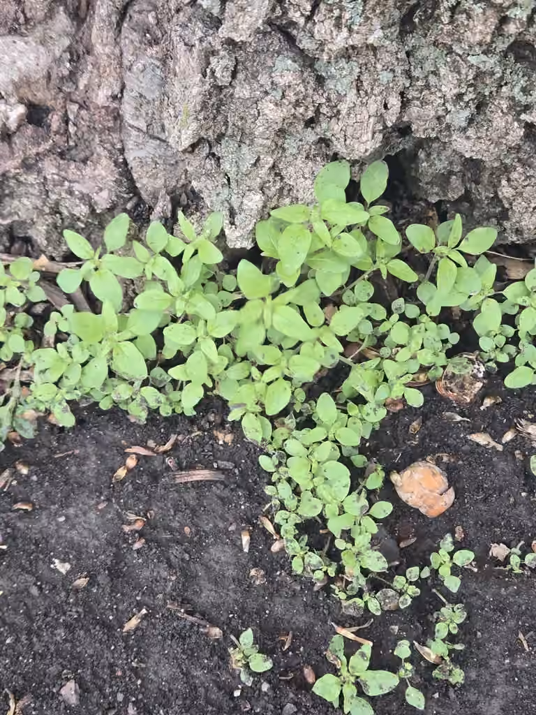 Pariétaire de Pennsylvanie, En boutons