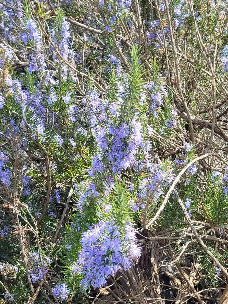 Rosemary, In flower