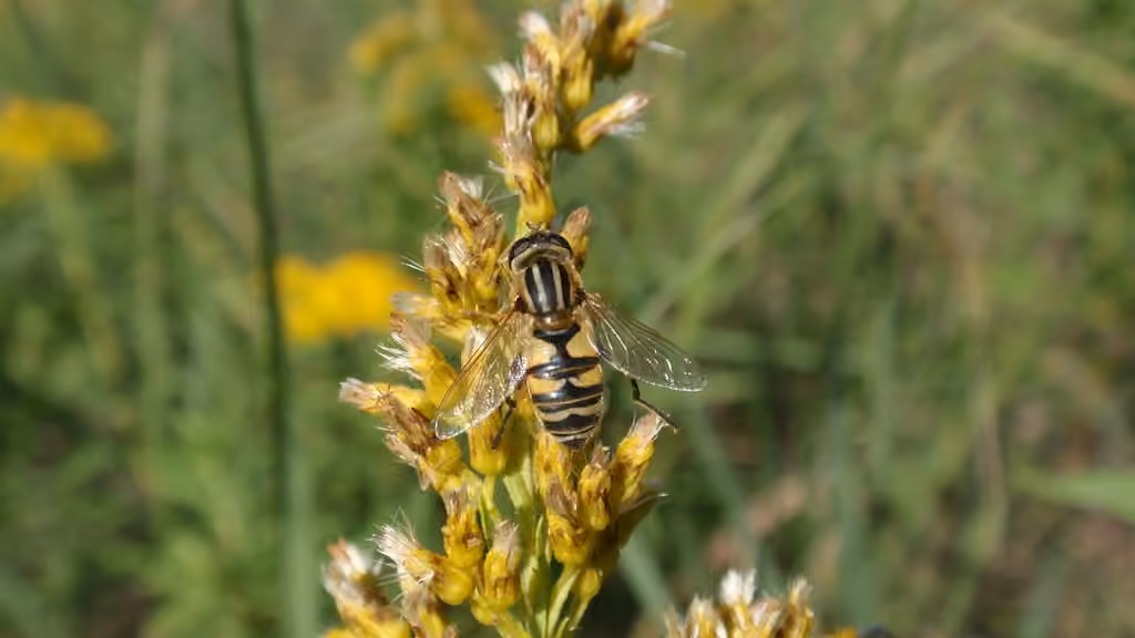 Syrphe à large front, Femelle