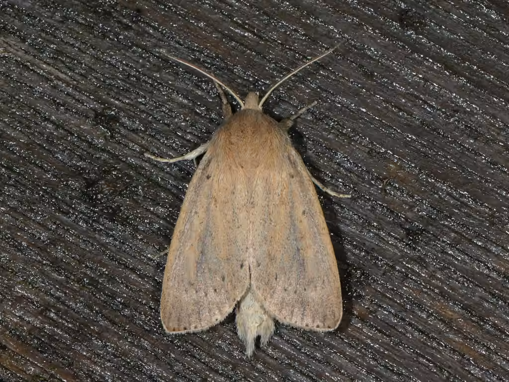 Oblong Sedge Borer Moth, Adult