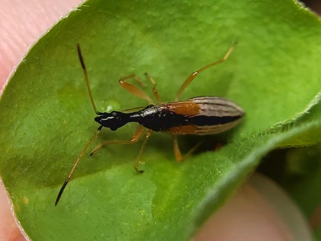 Long-necked Seed Bug, photo 3 of 5