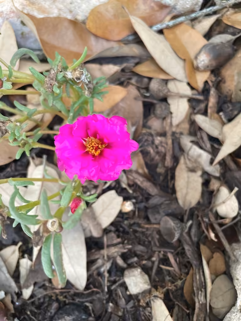 Pourpier à grandes fleurs, En fleurs