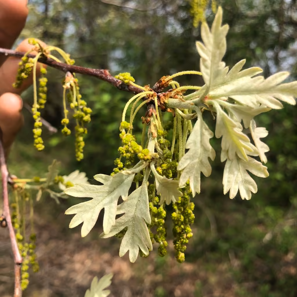 Chêne blanc, En fleurs